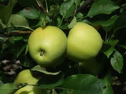 mele su albero